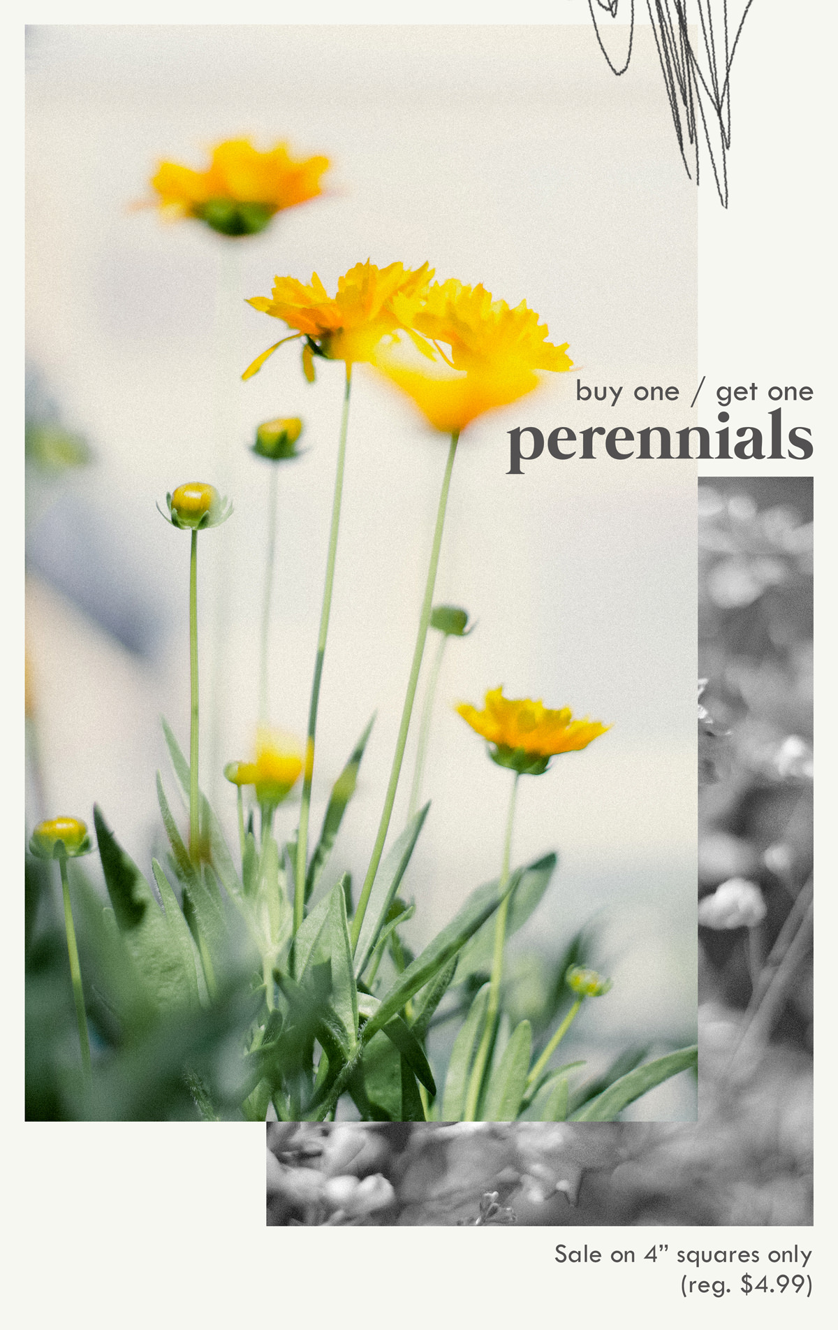 Perennial Sale starts today! Hoen's Garden Center & Landscaping