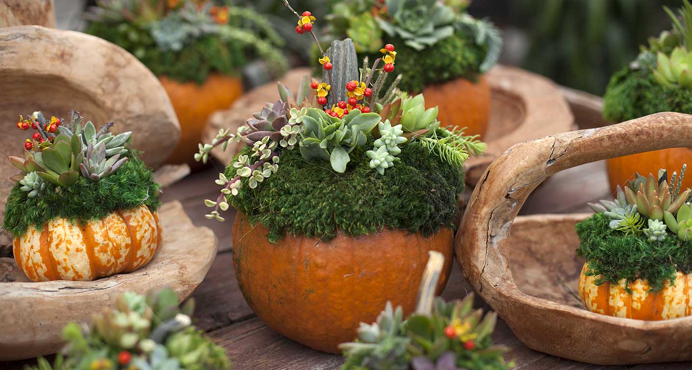 DIY Succulent Pumpkin Workshop at Hoen's Garden Center