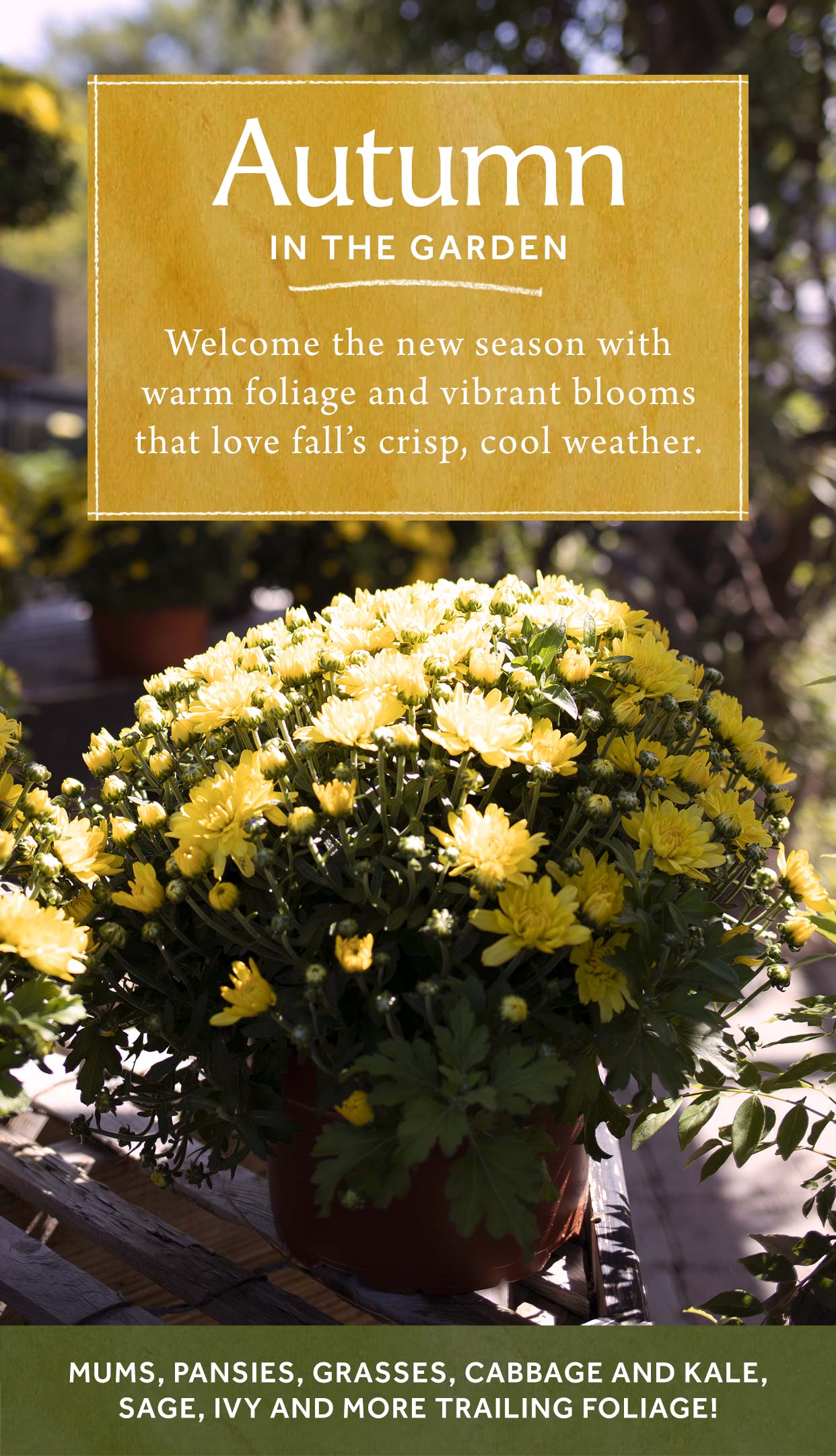 Autumn plants at Hoen's Garden Center