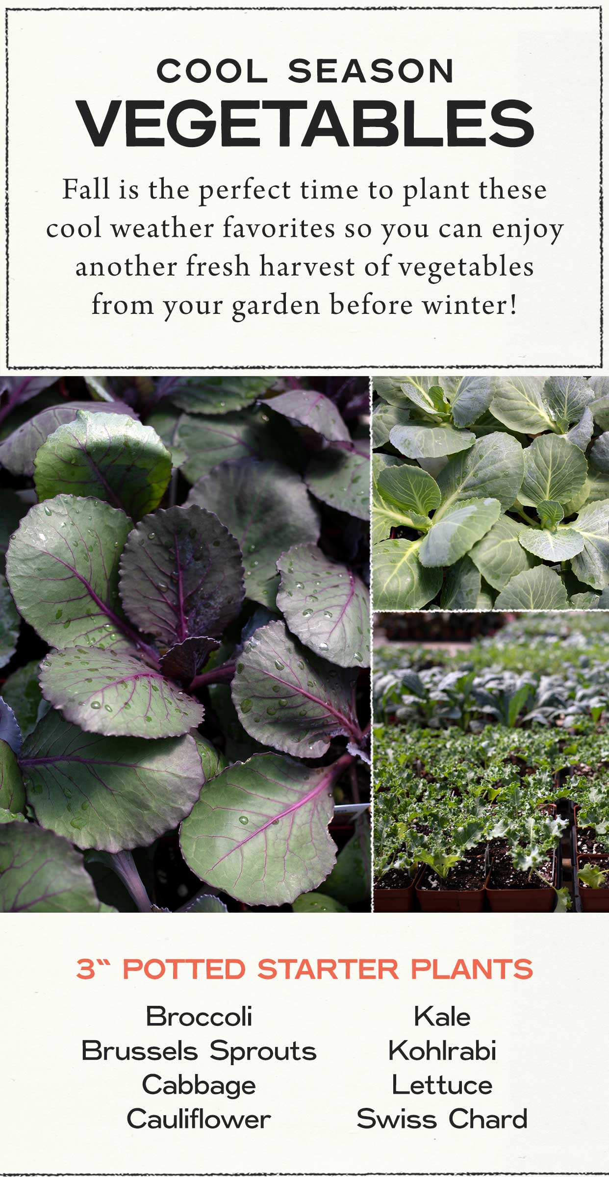 Cool season vegetables at Hoen's Garden Center