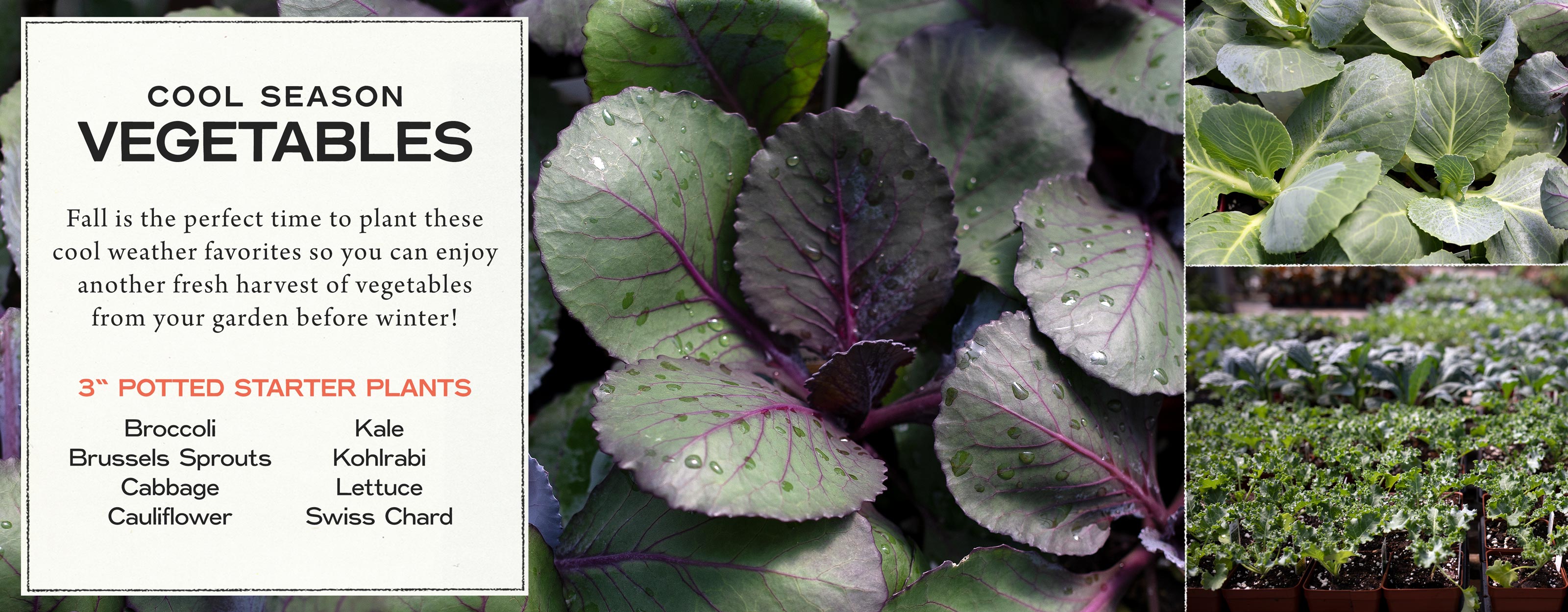 Cool season vegetables at Hoen's Garden Center