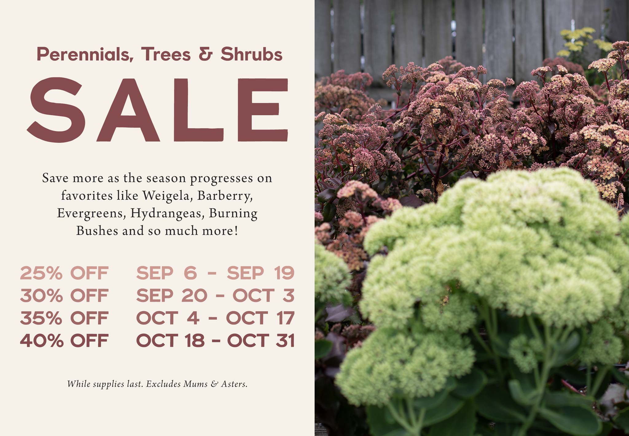 Perennials, trees and shrubs for sale at Hoen's Garden Center