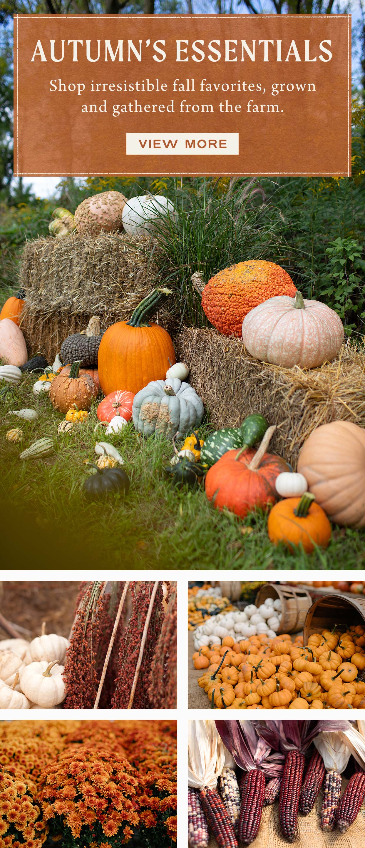 Autumn's Essentials at Hoen's Garden Center