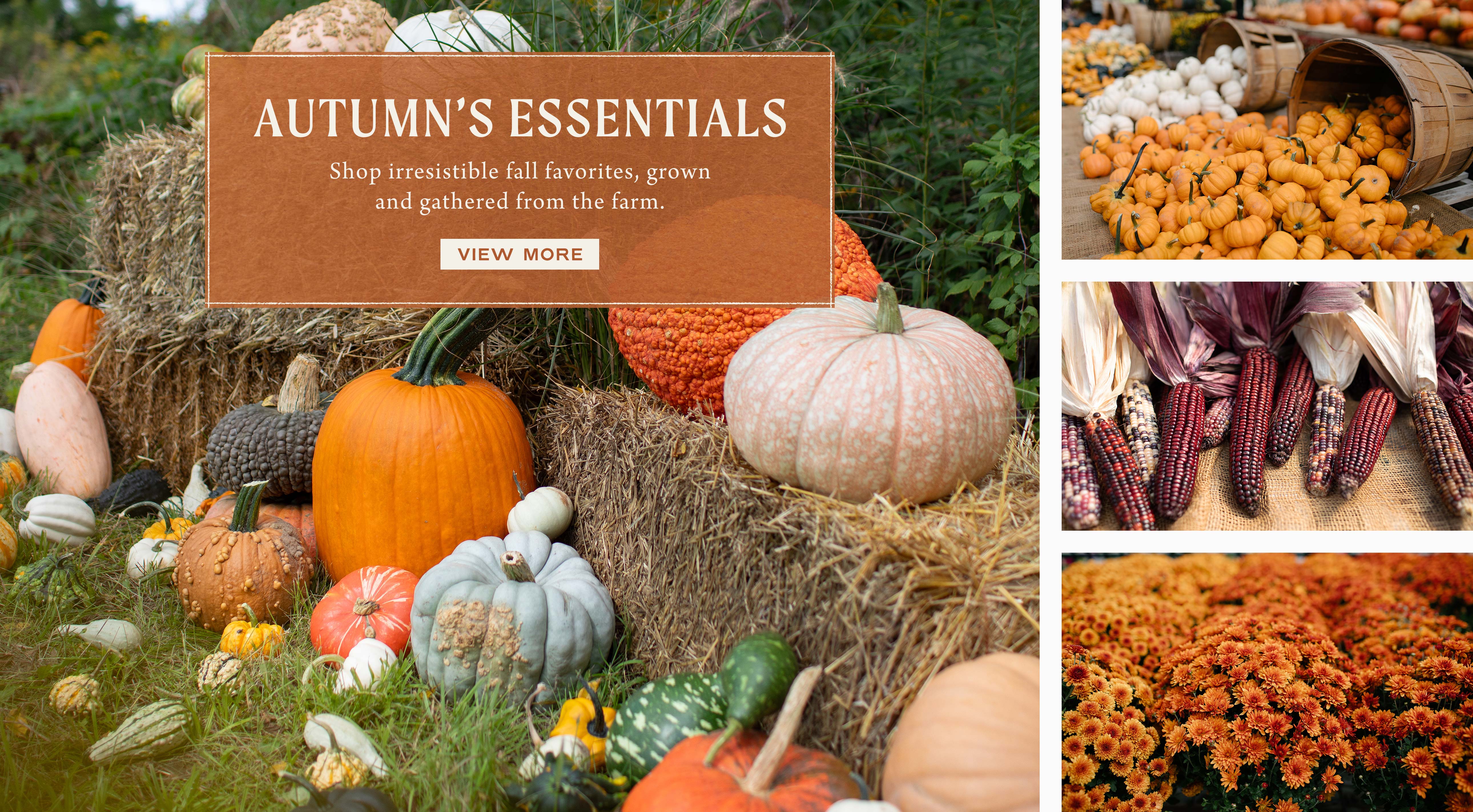 Autumn's Essentials at Hoen's Garden Center
