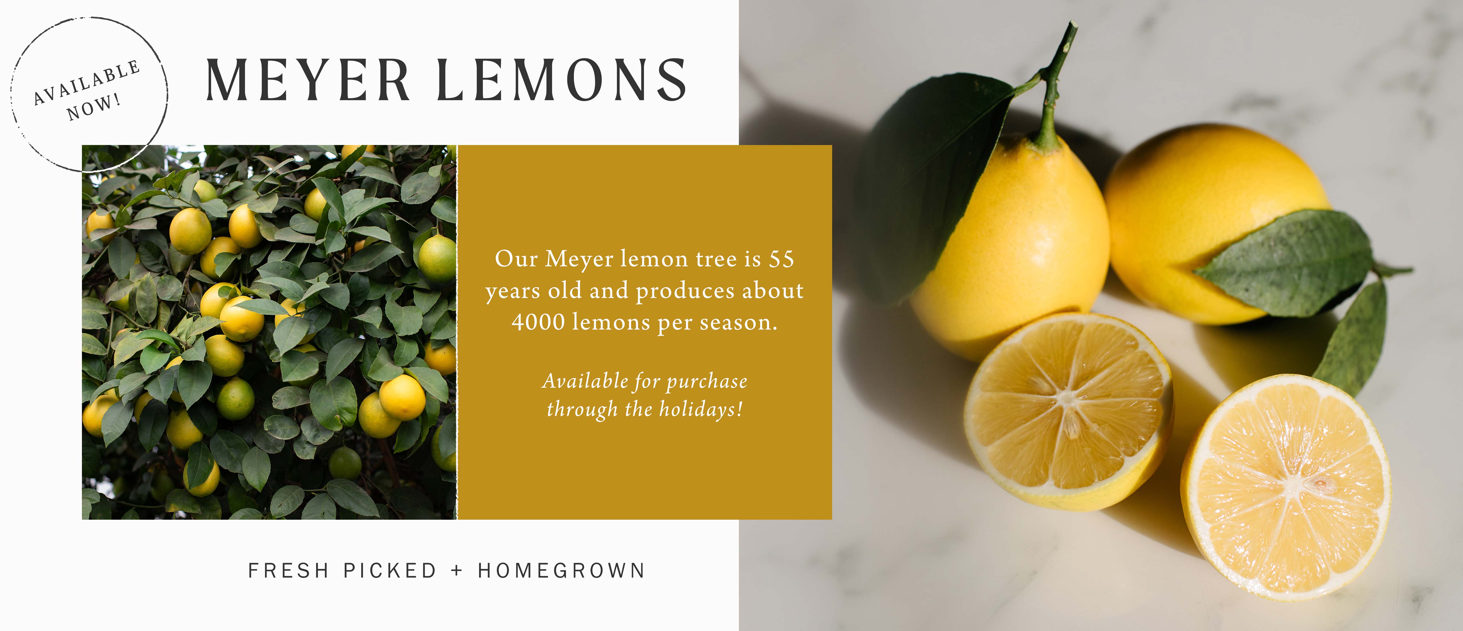 Meyer Lemons at Hoen's Garden Center