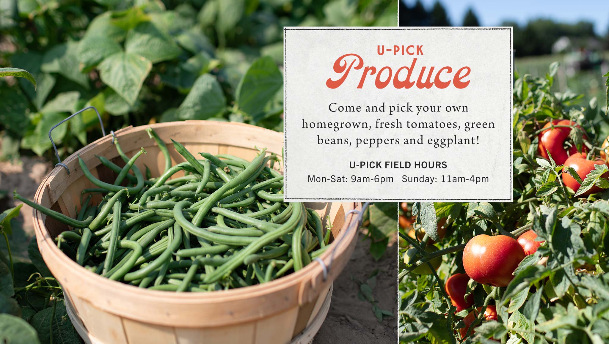 Pick Your Own Produce at Hoen's Garden Center