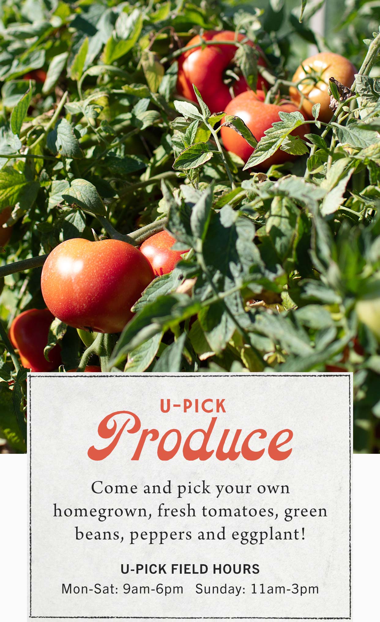 Pick Your Own Produce at Hoen's Garden Center
