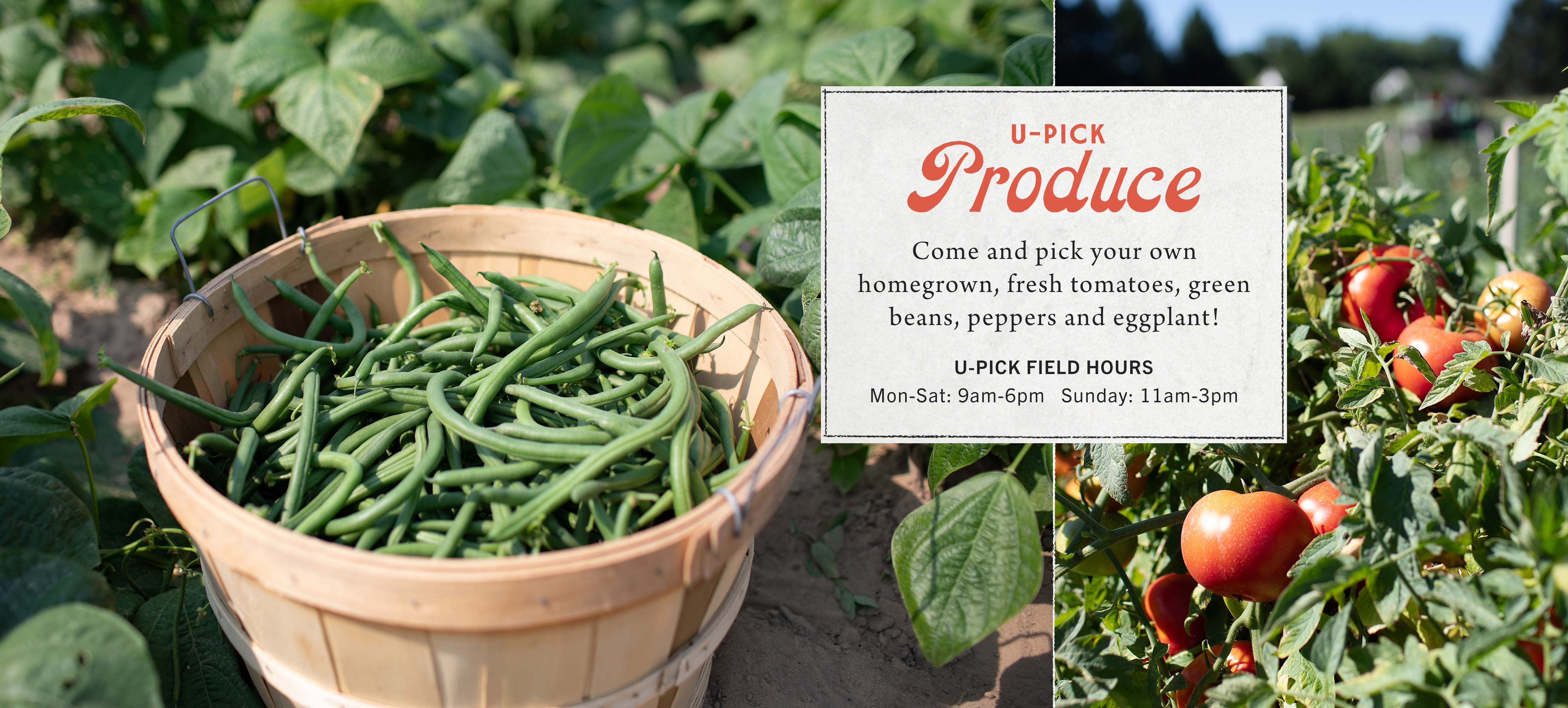 Pick Your Own Produce at Hoen's Garden Center