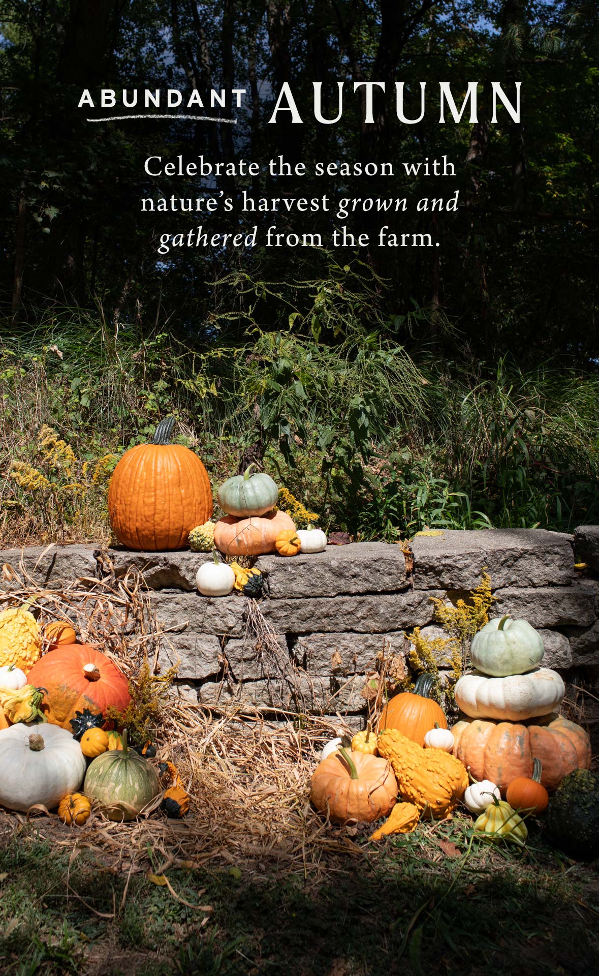 Abundant Autumn at Hoen's Garden Center