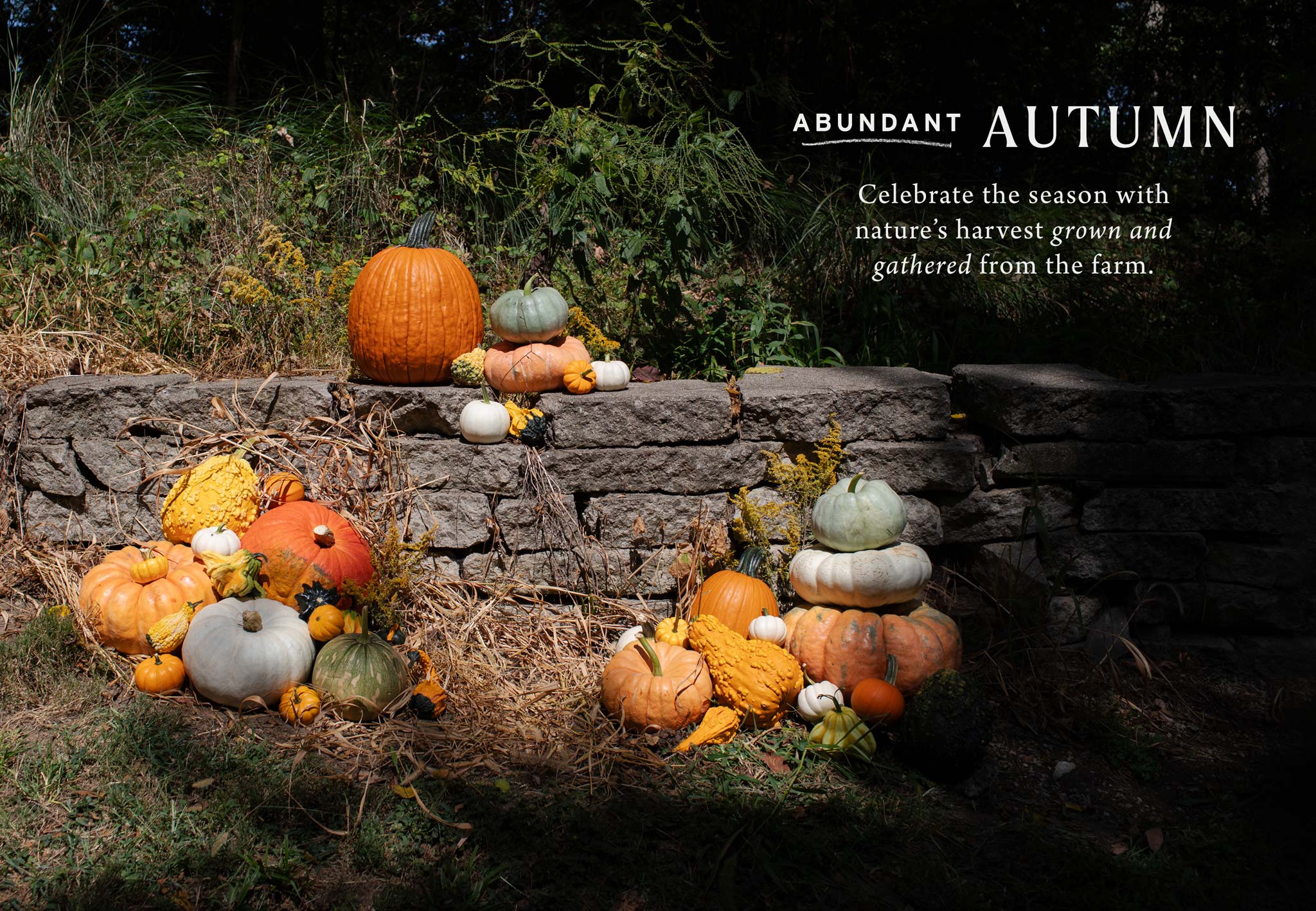 Abundant Autumn at Hoen's Garden Center