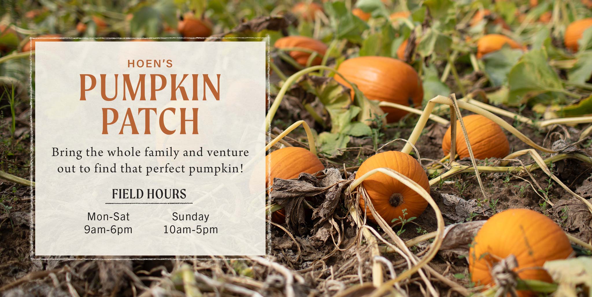 Abundant Autumn at Hoen's Garden Center