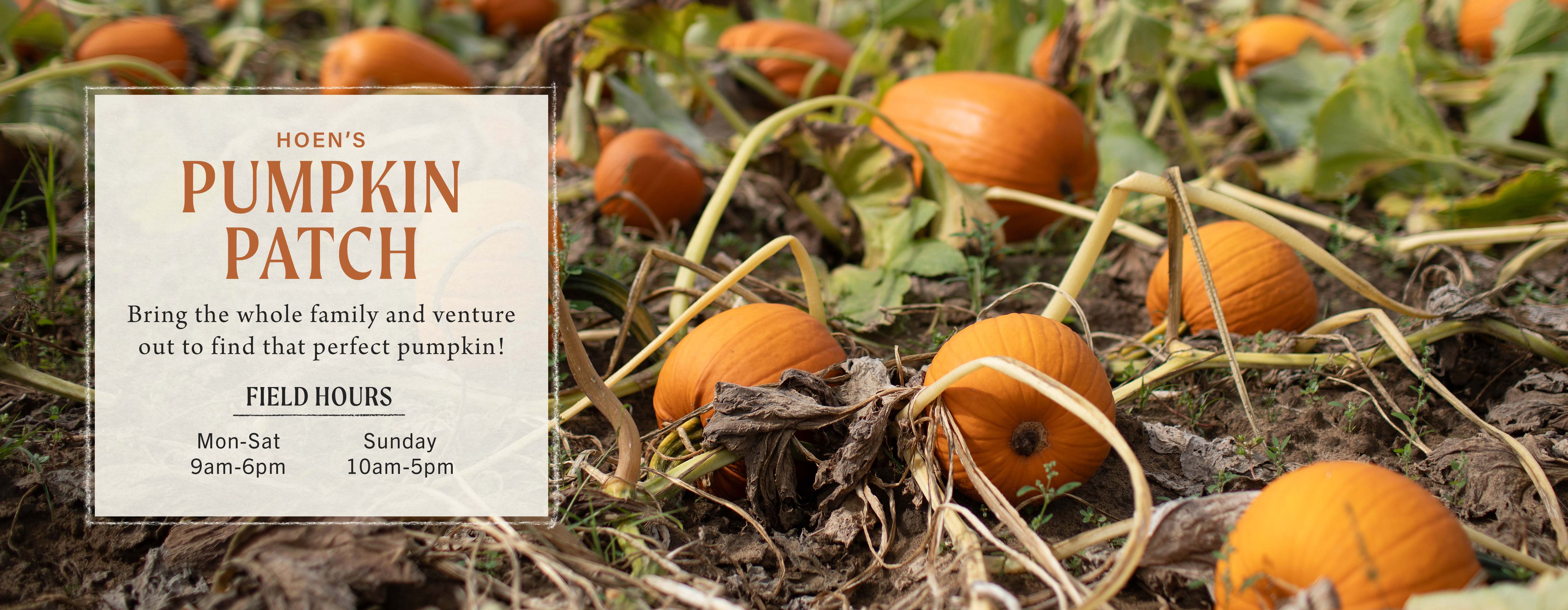 Pumpkin Patch at Hoen's Garden Center