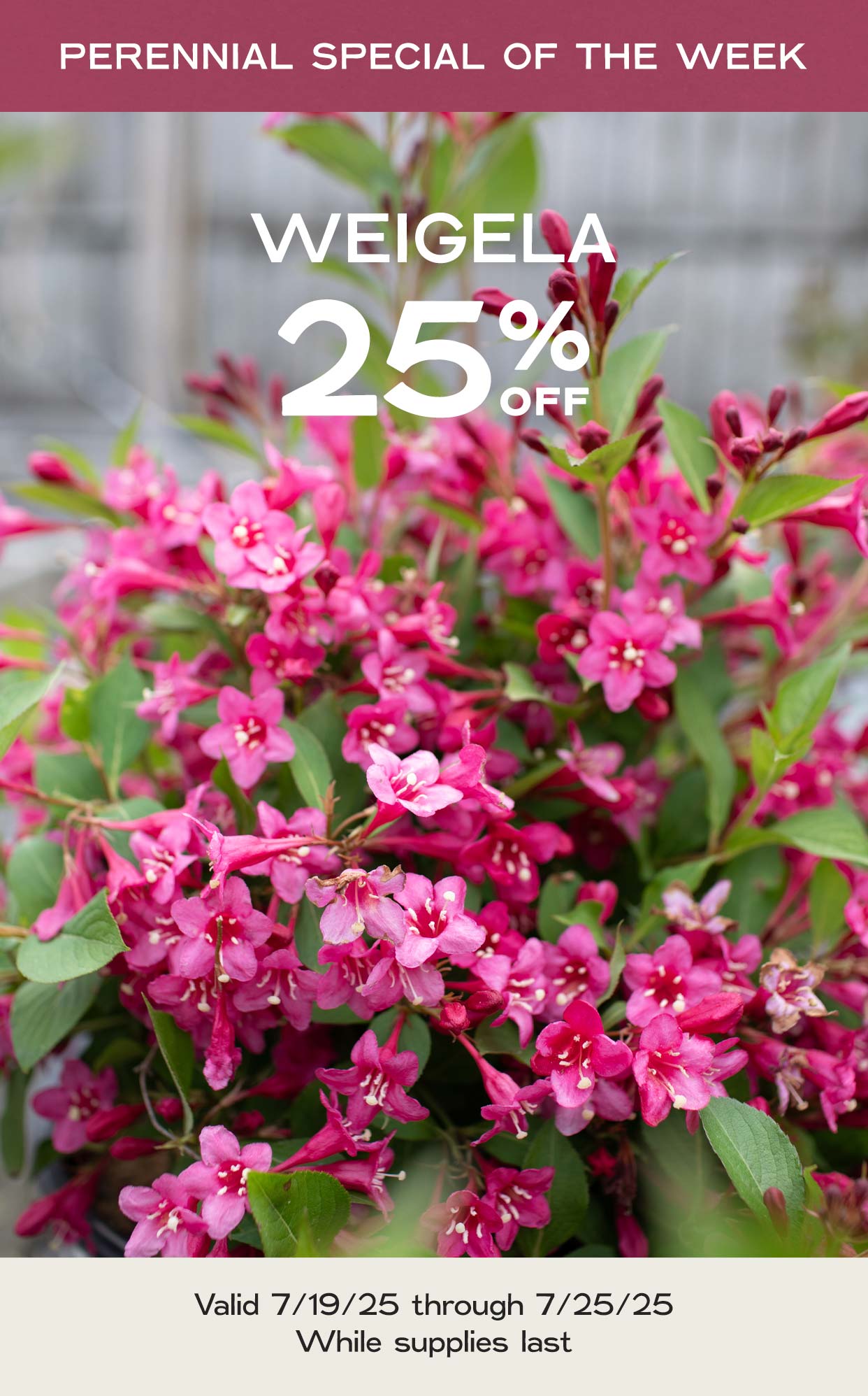 Perennial Of The Week - Weigela - at Hoen's Garden Center