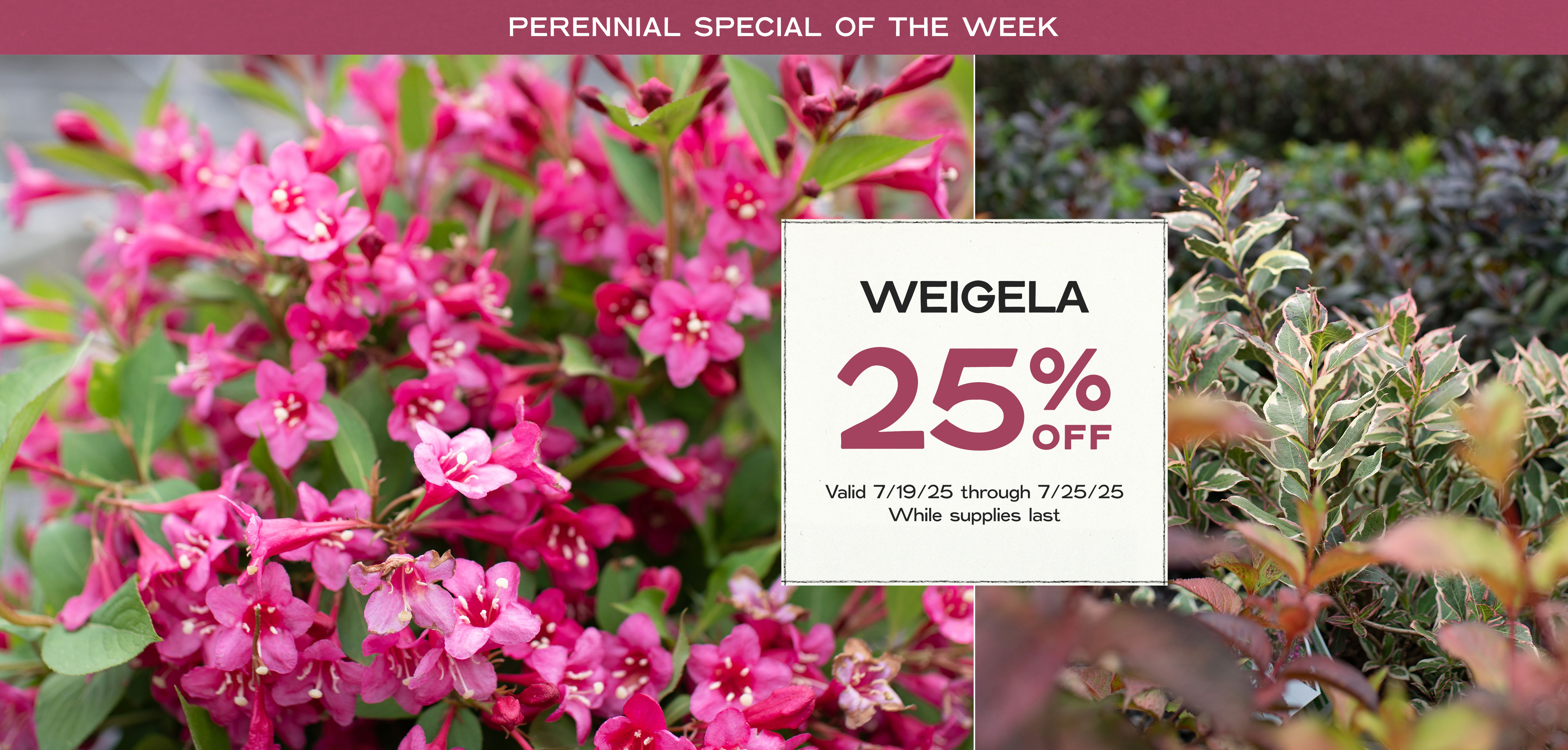 Perennial Of The Week - Weigela - at Hoen's Garden Center