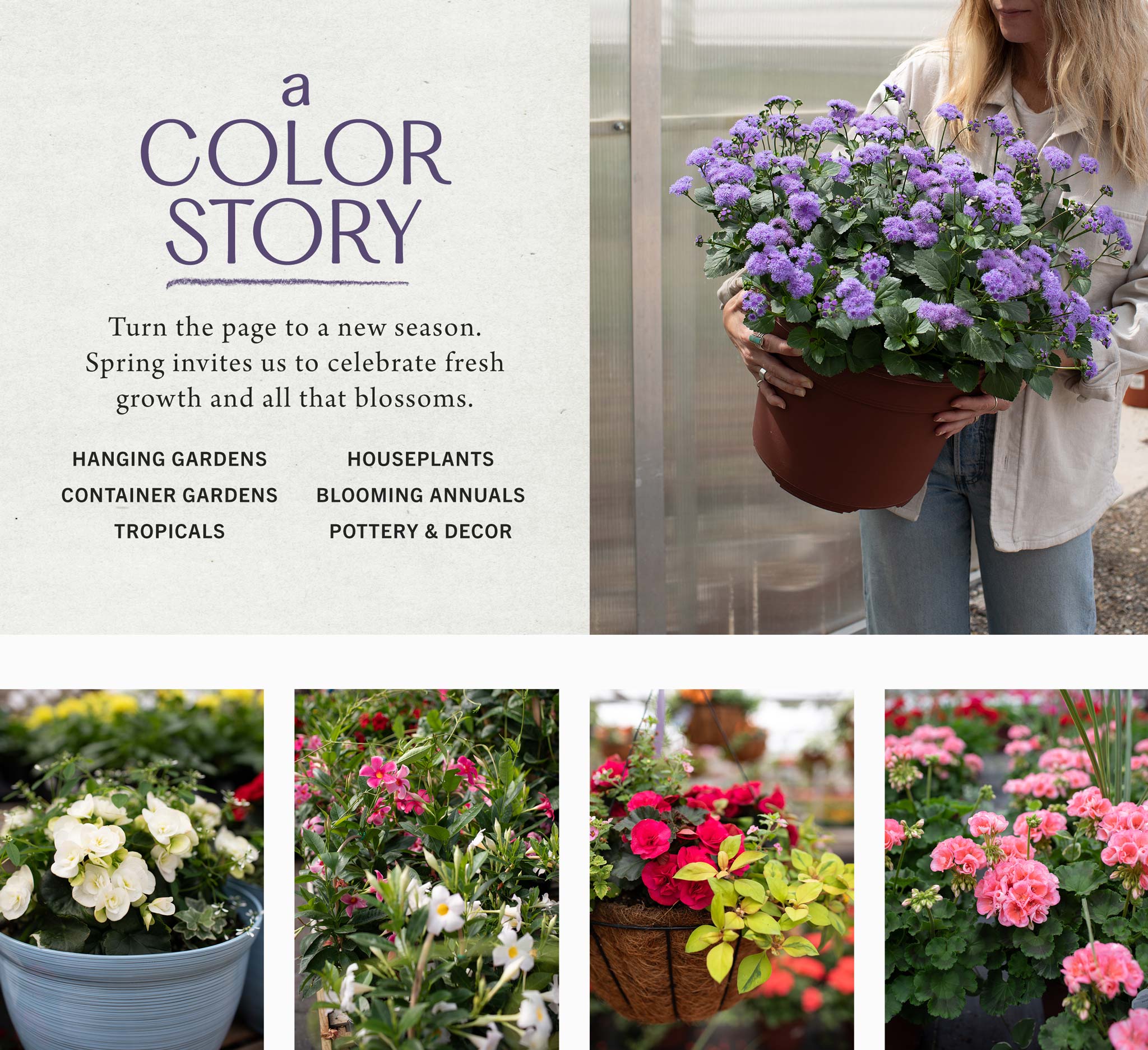 A Color Story at Hoen's Garden Center