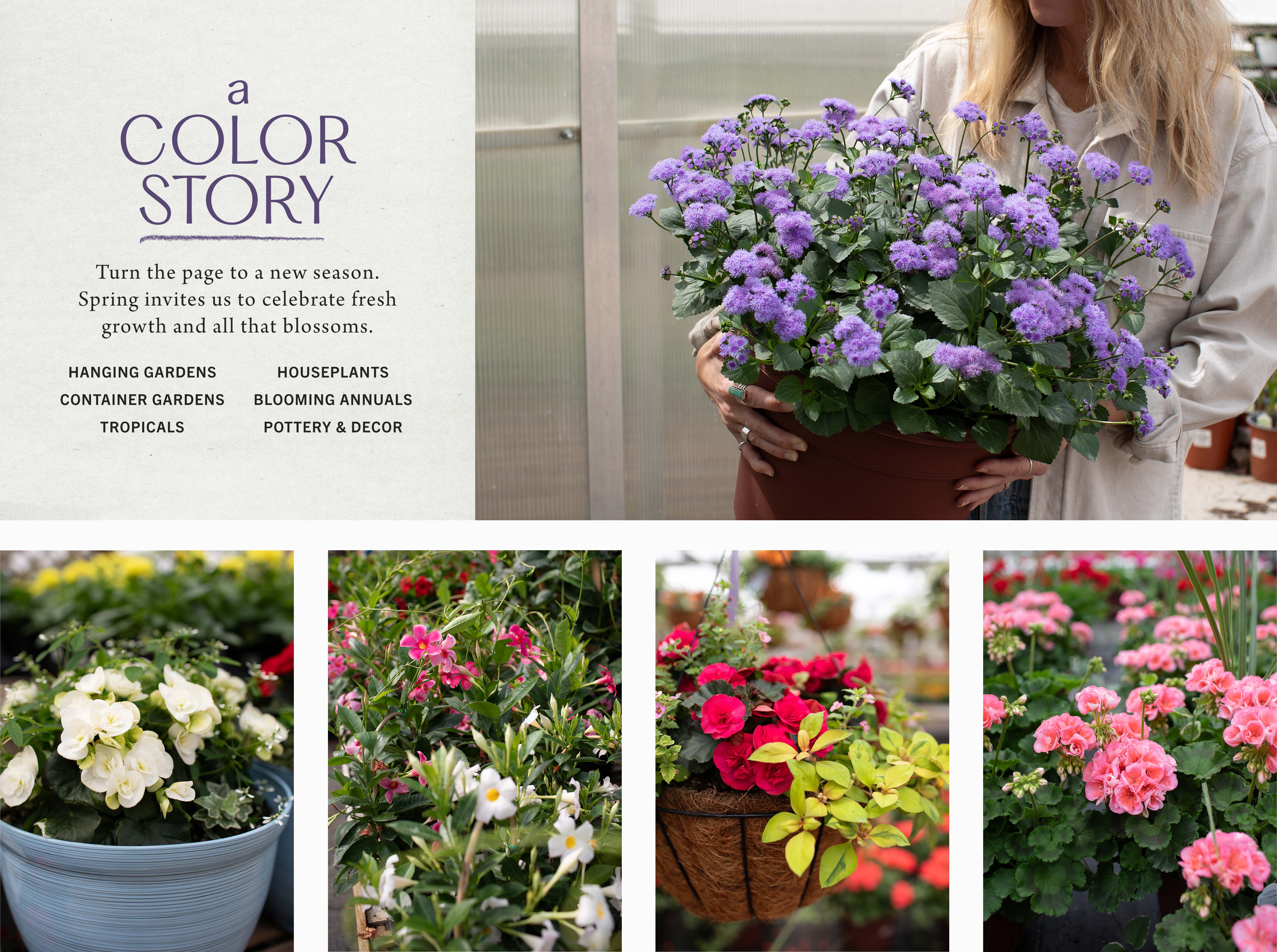 A Color Story at Hoen's Garden Center