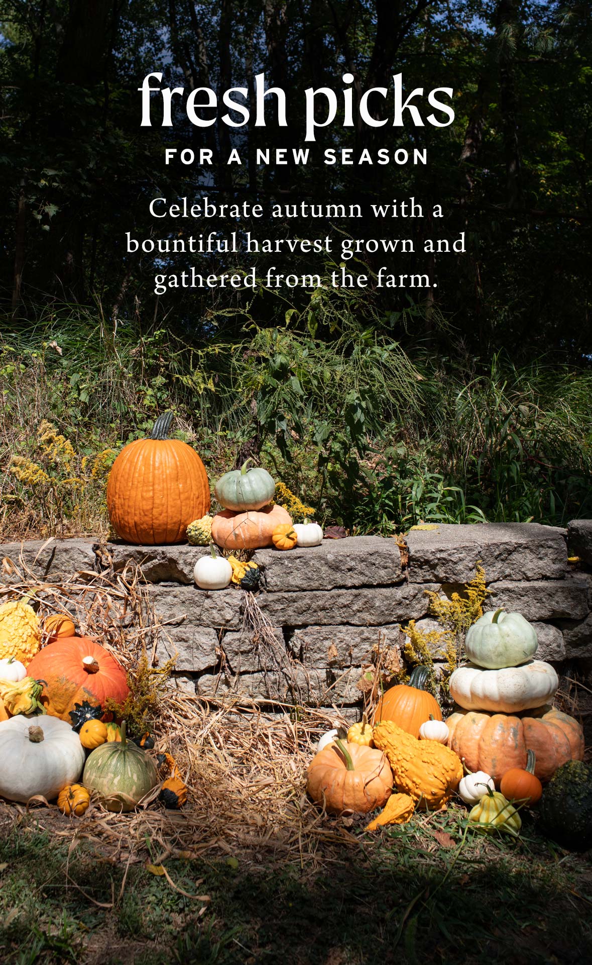 Fresh Picks For A New Season at Hoen's Garden Center