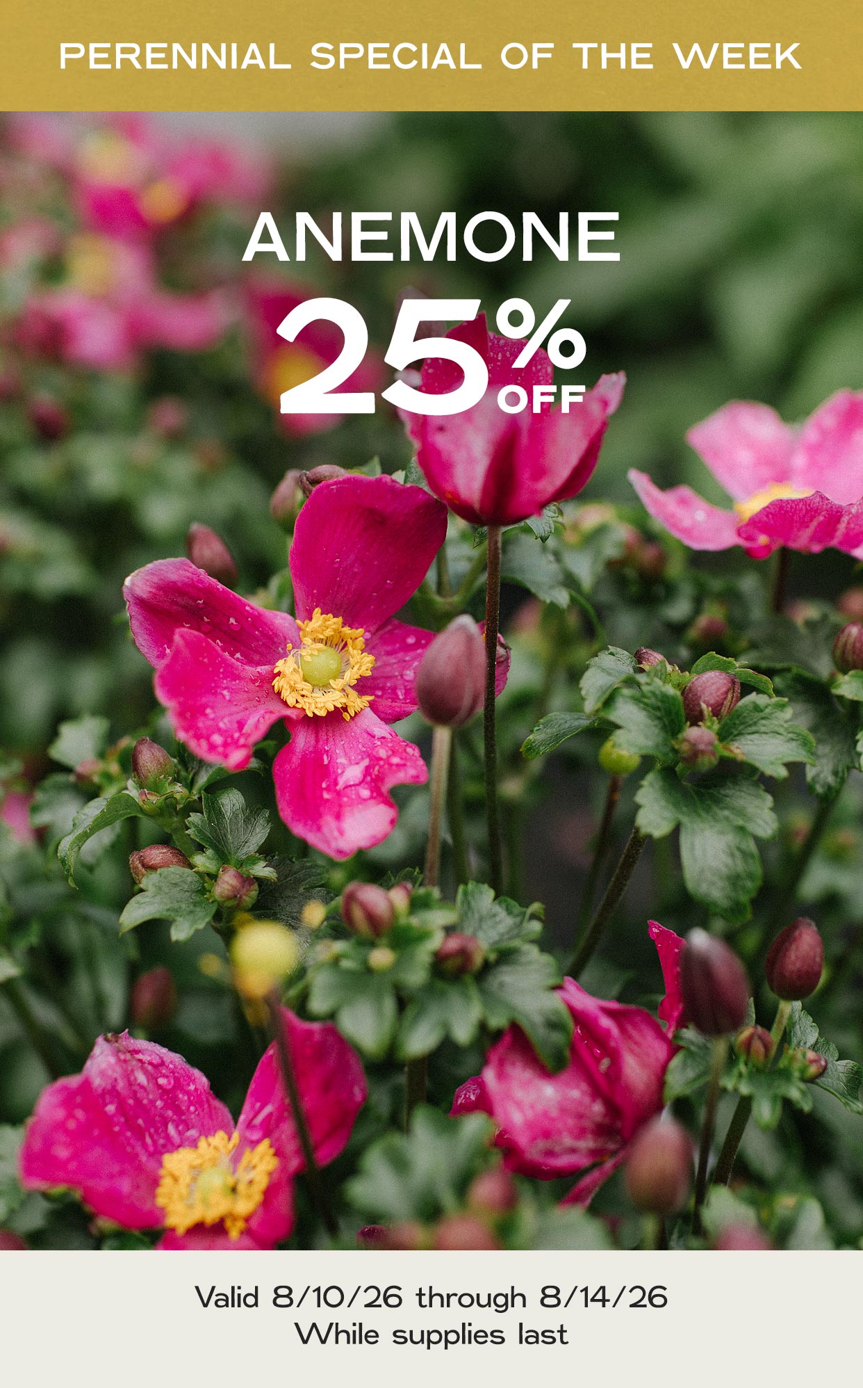 Perennial Of The Week at Hoen's Garden Center