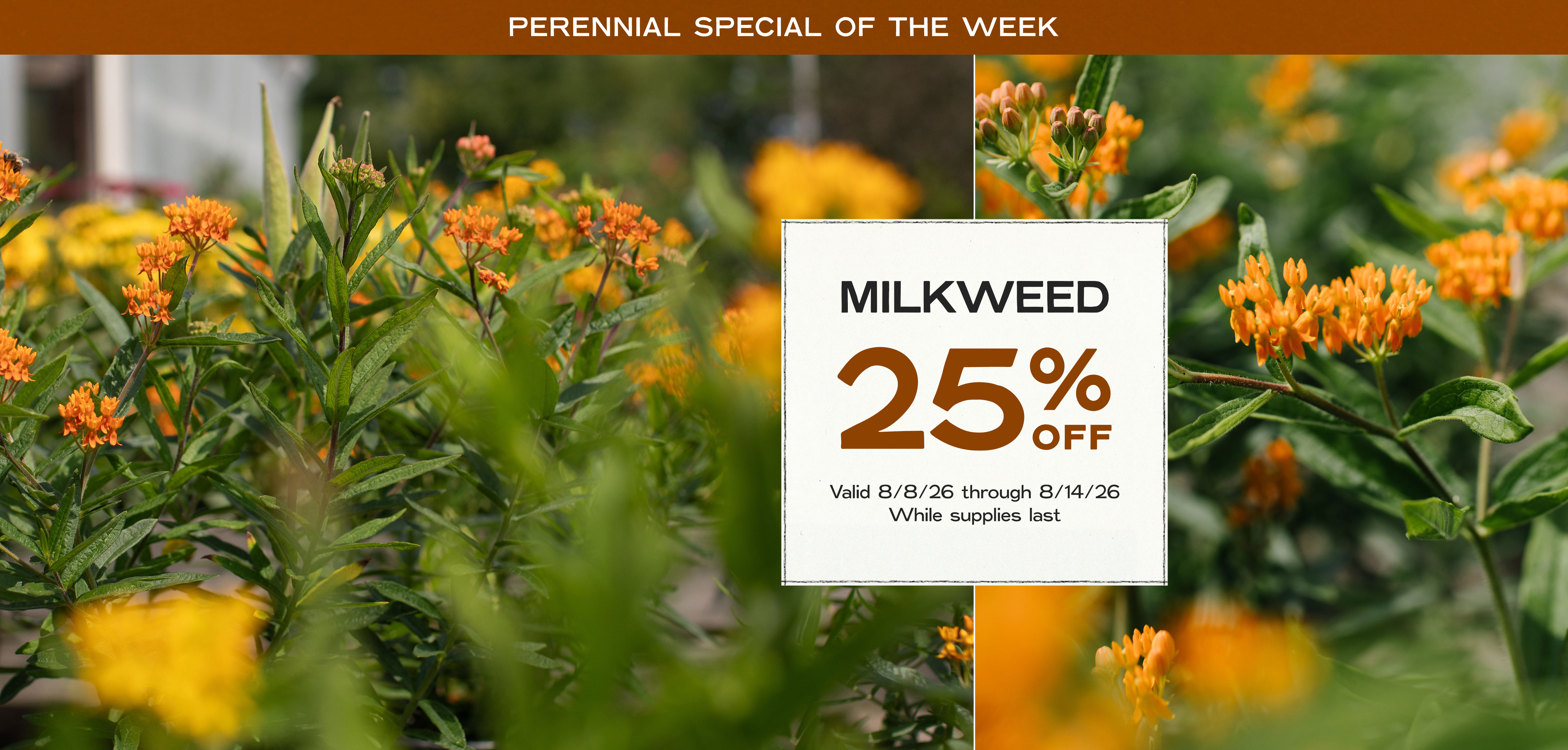 Perennial Of The Week at Hoen's Garden Center
