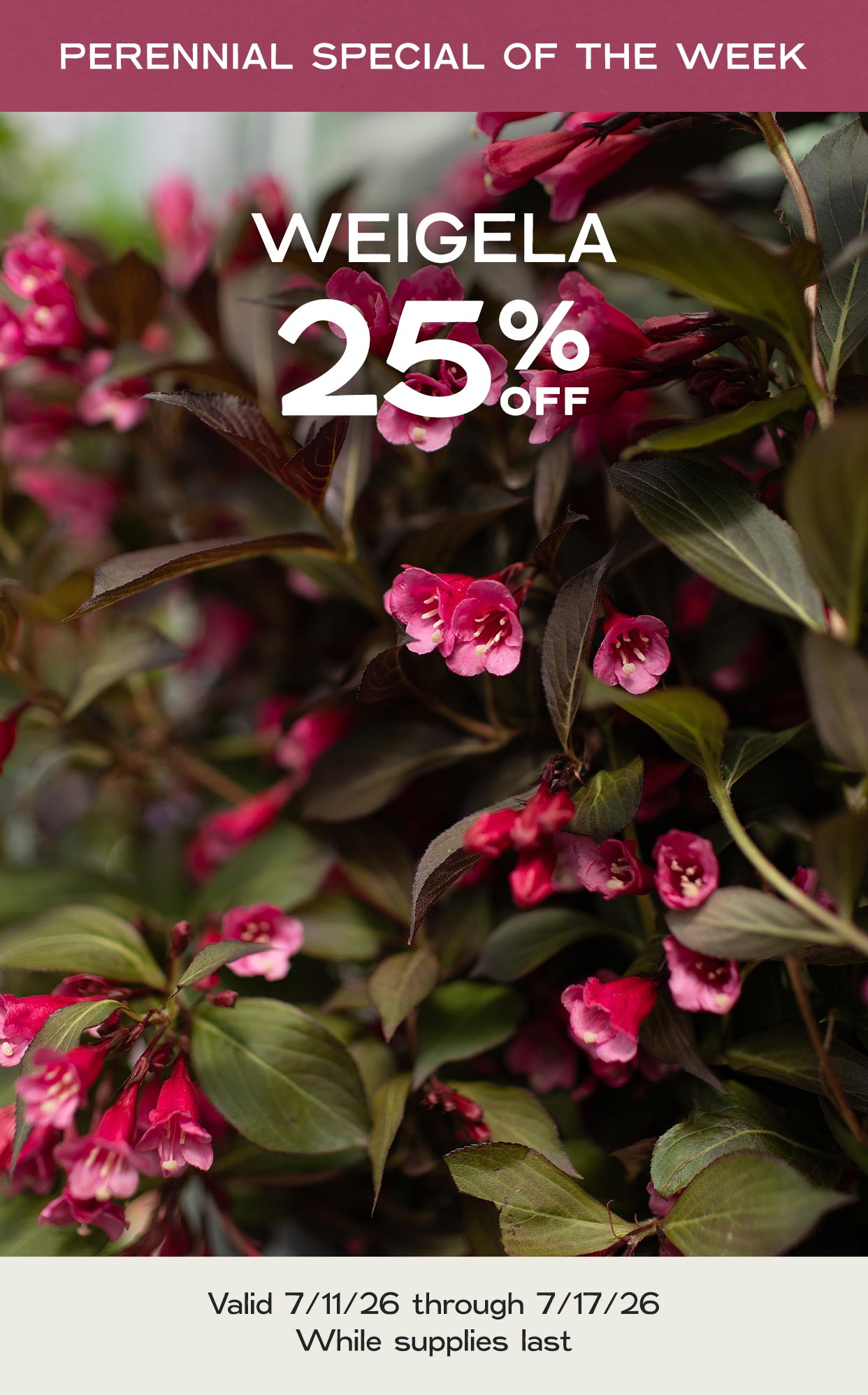 Perennial Of The Week at Hoen's Garden Center